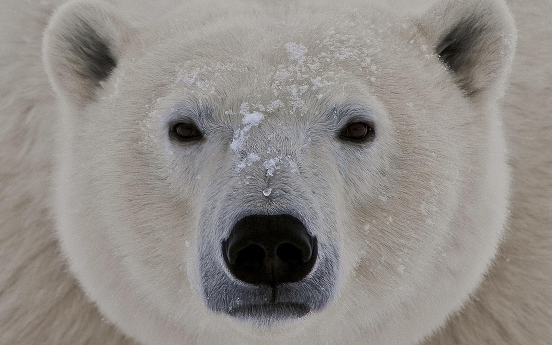 white bear face