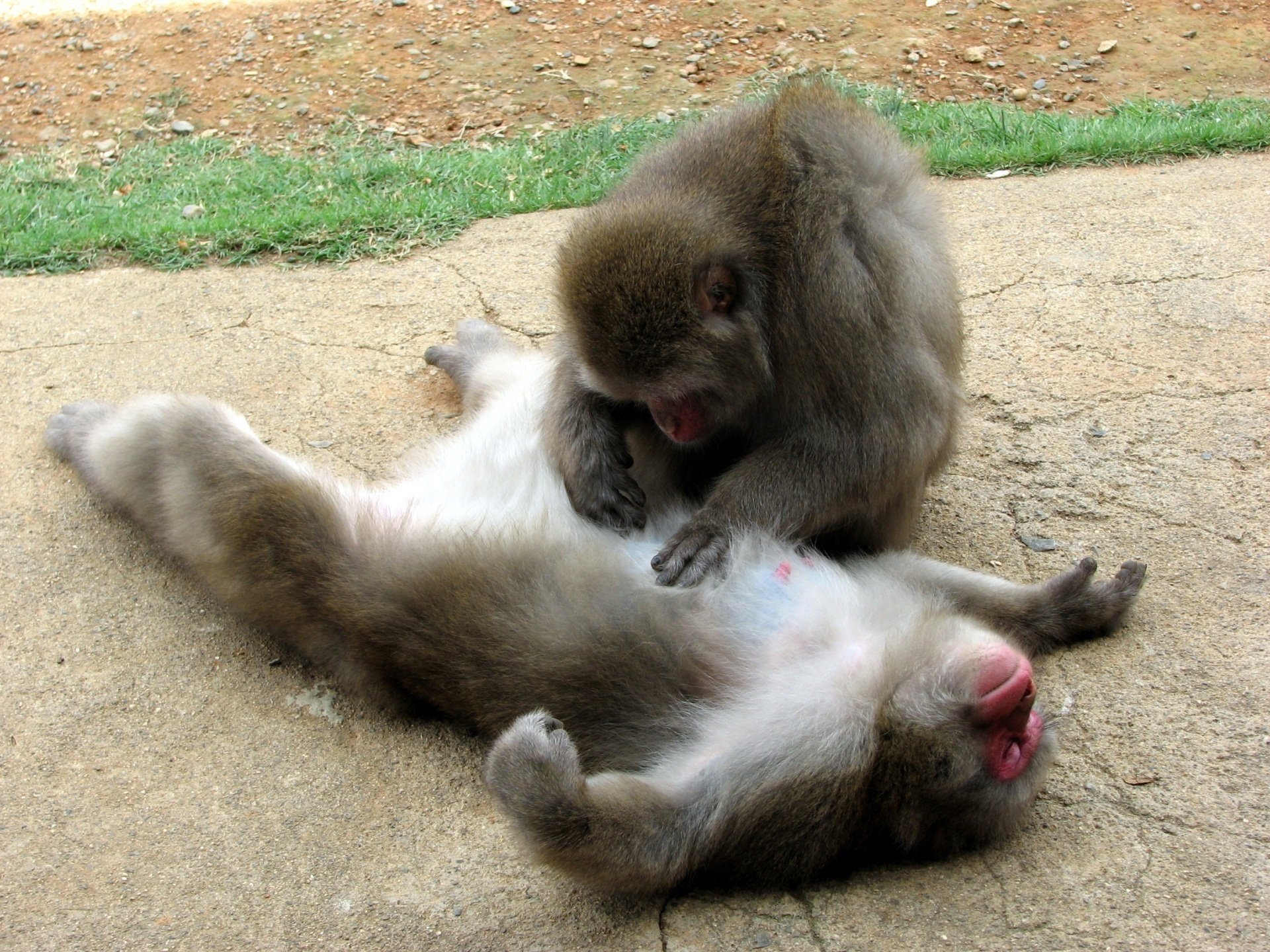 monkeys two