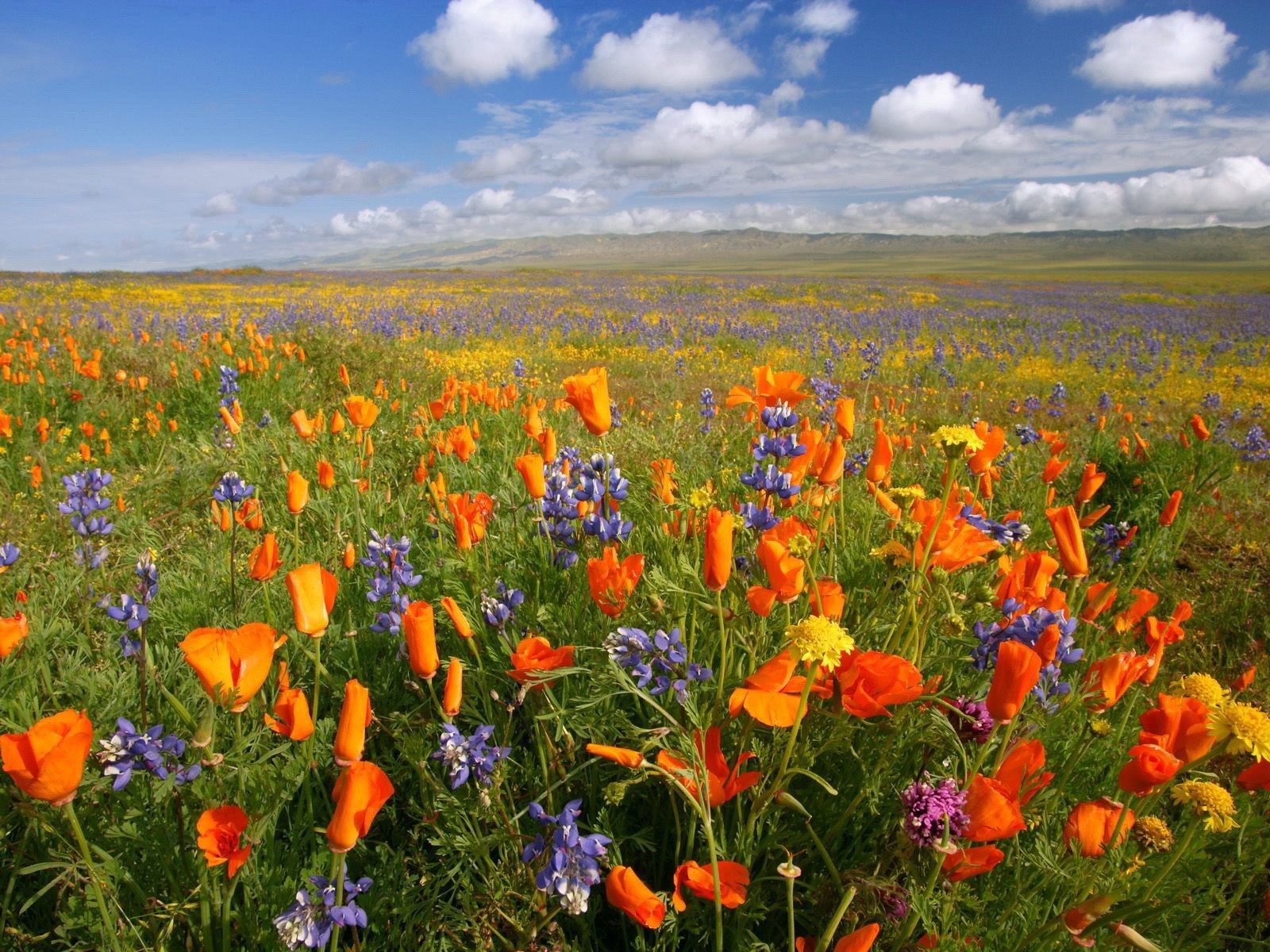 campo nubes montañas flores