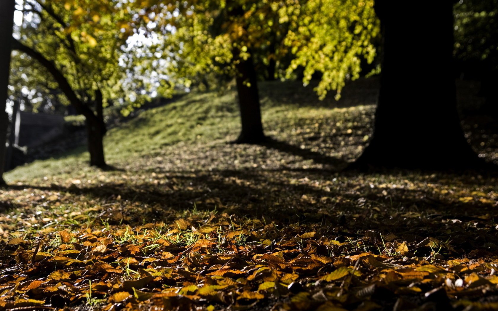 natura foglie cadute sfocatura autunno