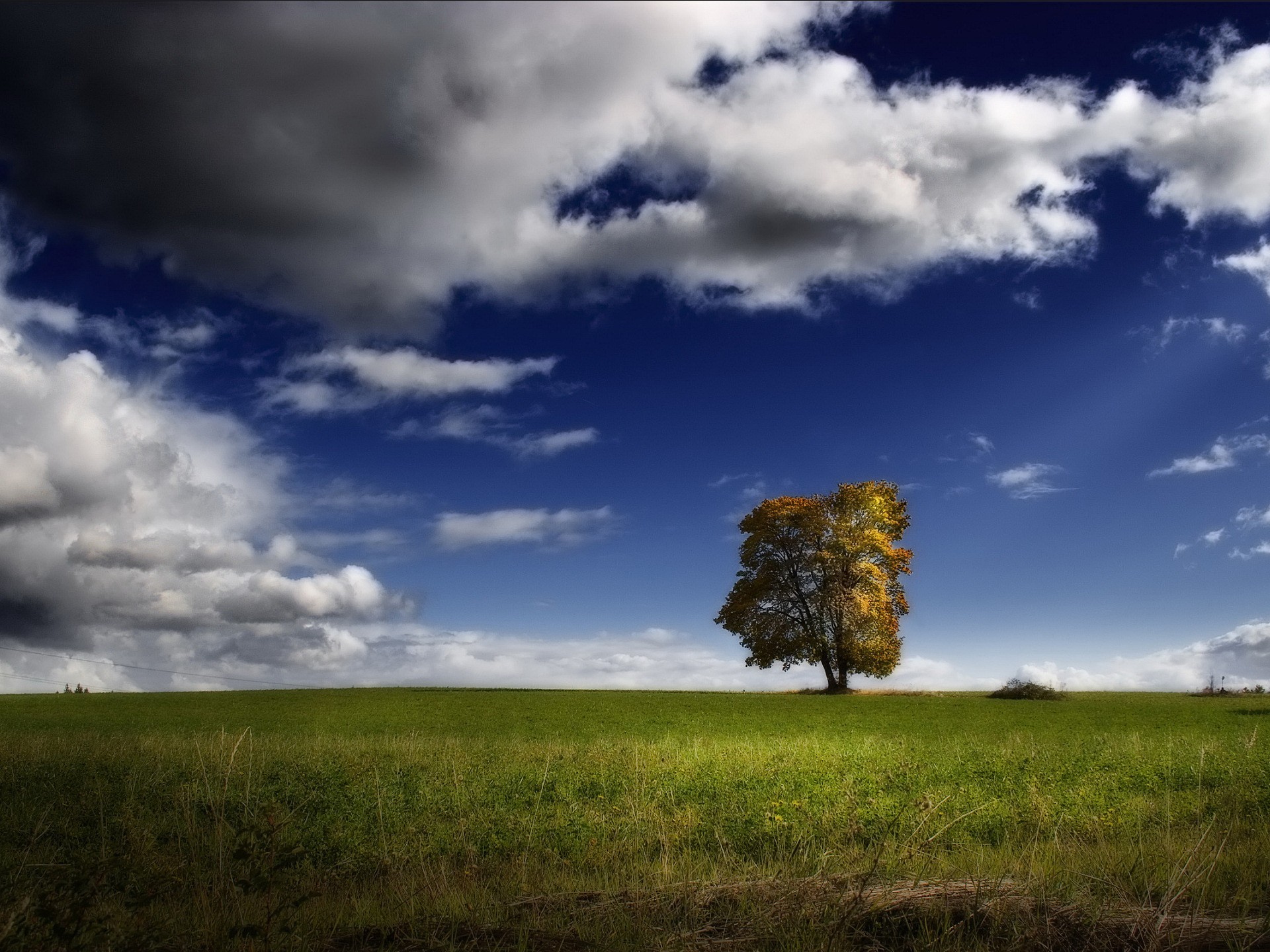 baum feld wolken