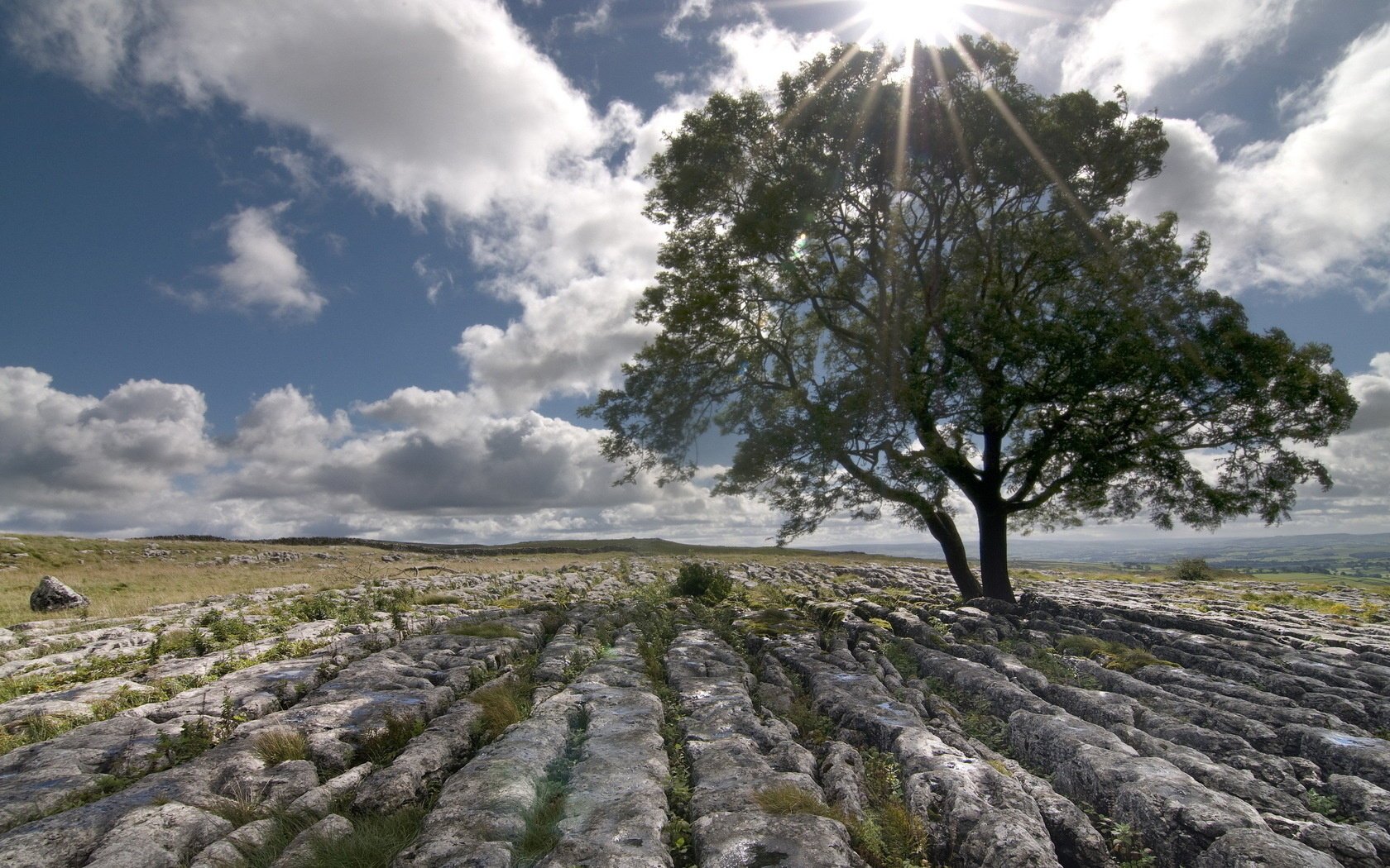 landscape field stones tree