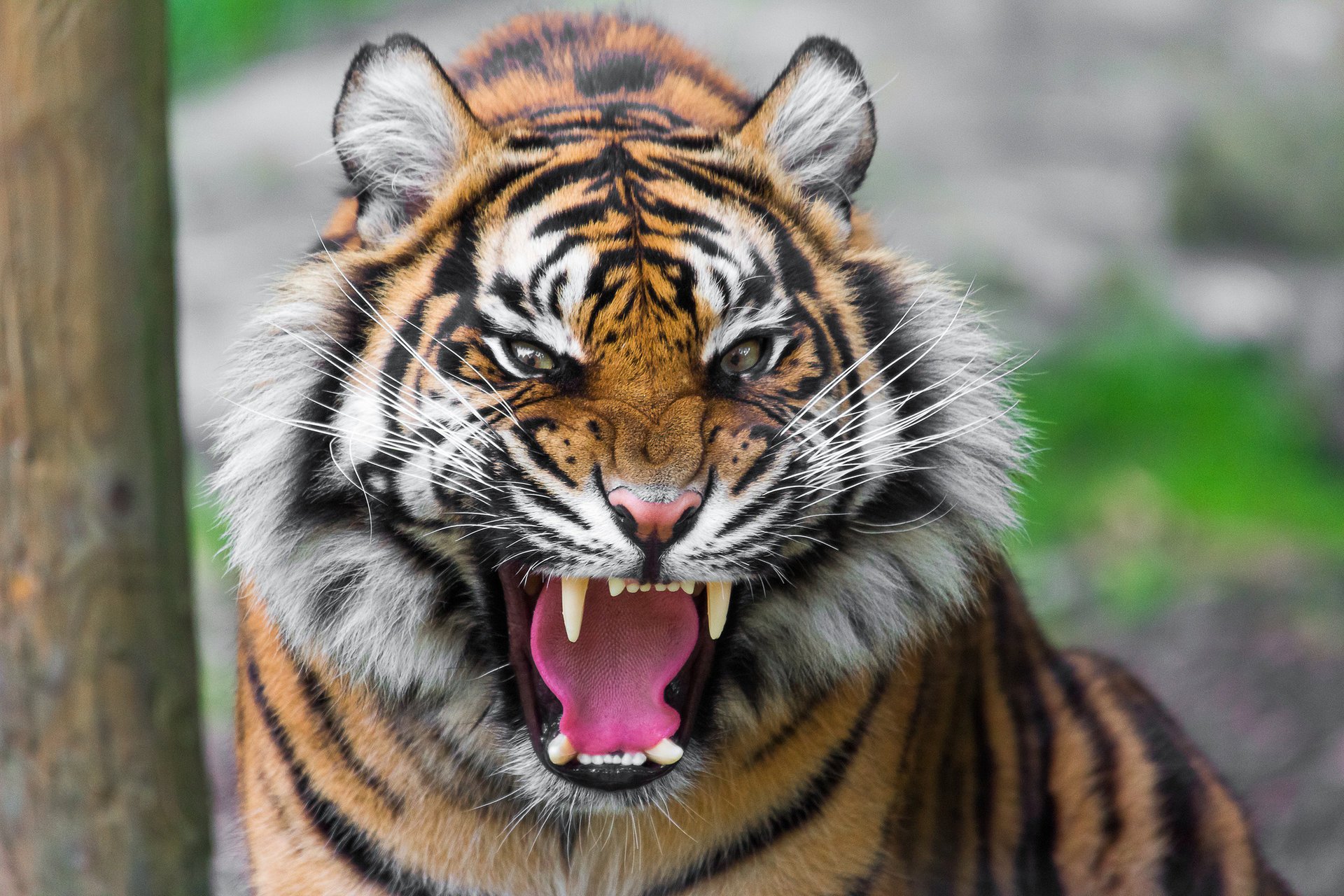 bocca sorriso tigre predatore