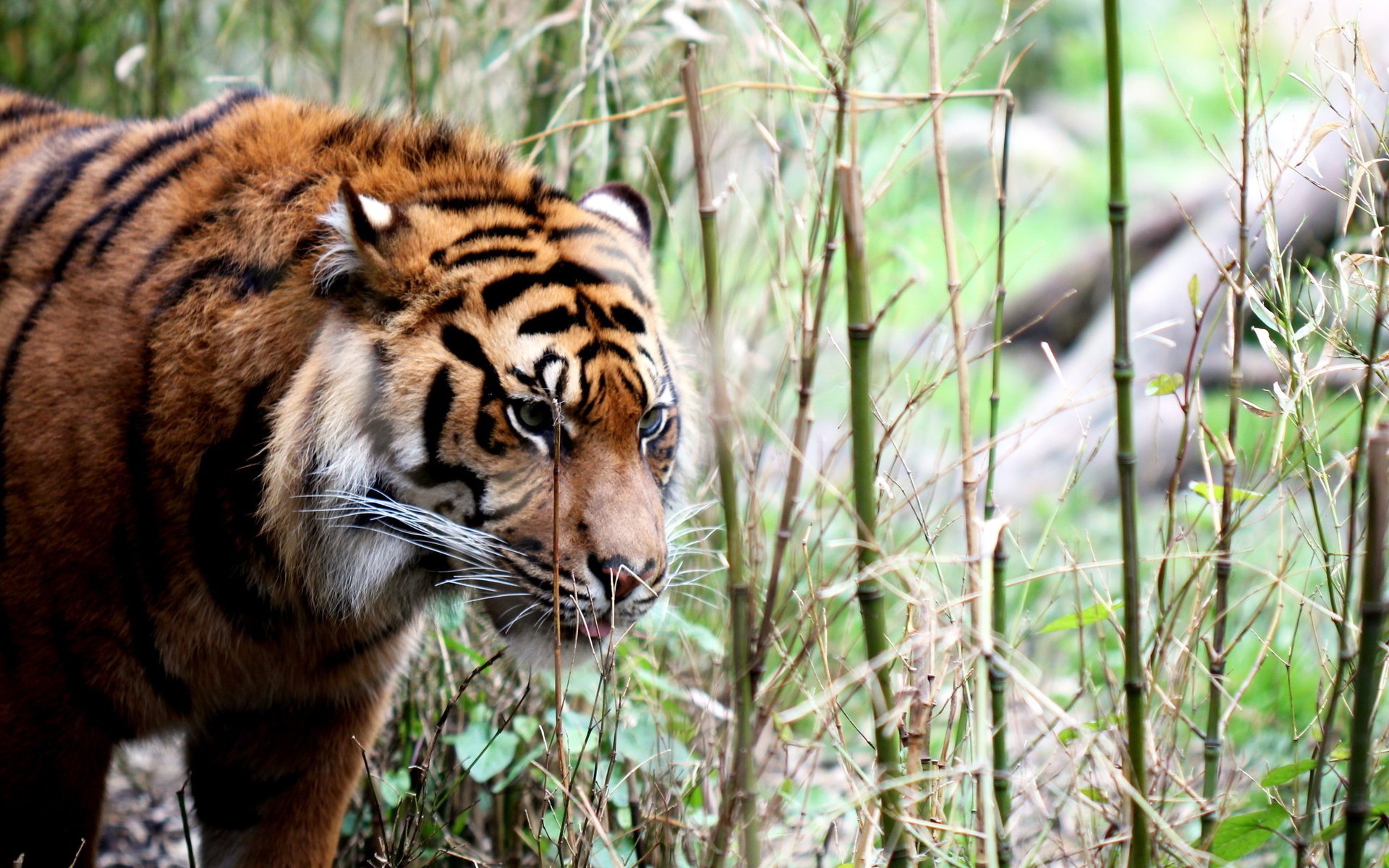 fondo tigre naturaleza