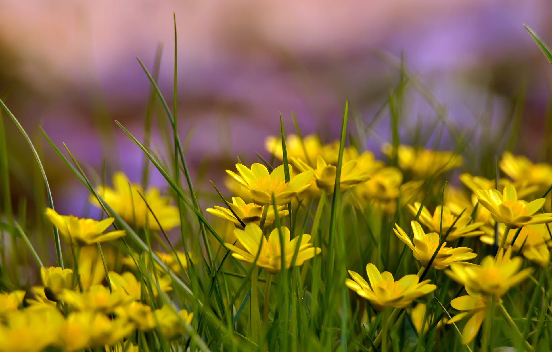 fleurs jaunes herbe clairière été