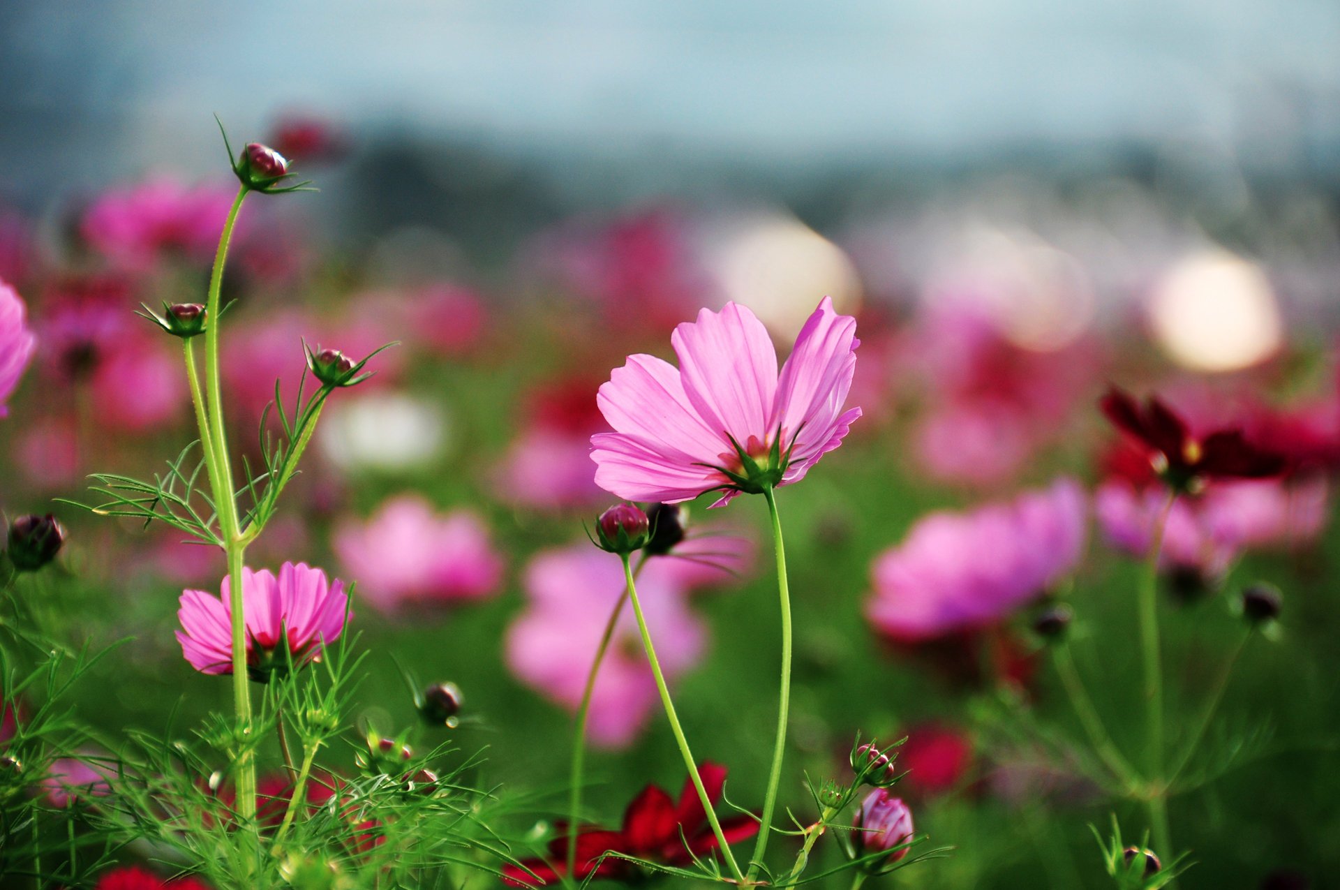 cosmea fiori luminoso rosa erba petali