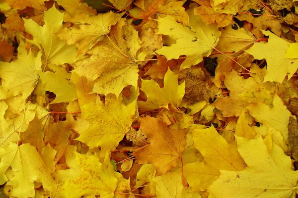 Жёлтые осенние листья на земле