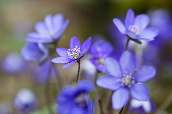 Gänseblümchen verborgen Butterblumen erschienen