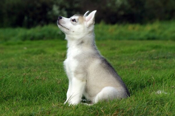 Chiot dans le champ vert, petit Husky