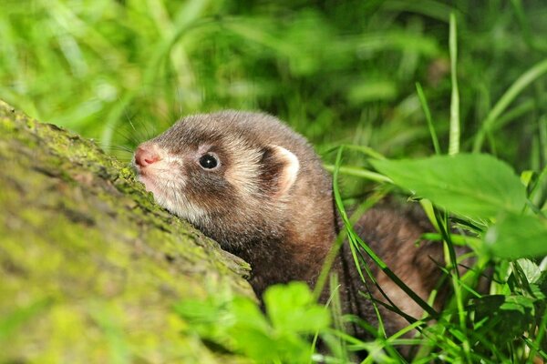 Furet caché dans l herbe verte