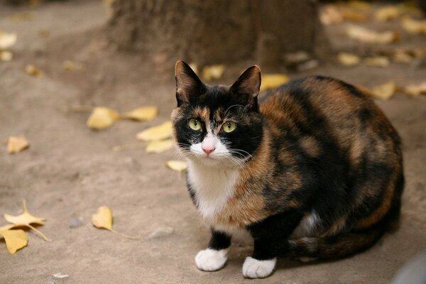 Dreifarbige Katze im Herbst auf dem Boden