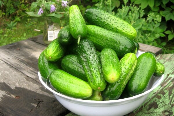 Pepinillos jugosos en el Jardín