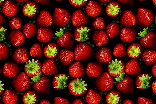 Fraises mûres, fraîches et rouges