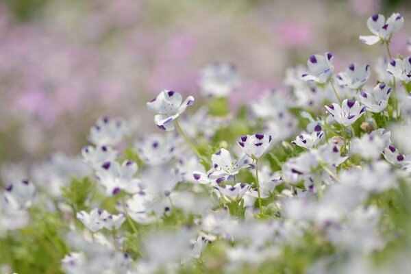 Pétales de Lin blanc violet