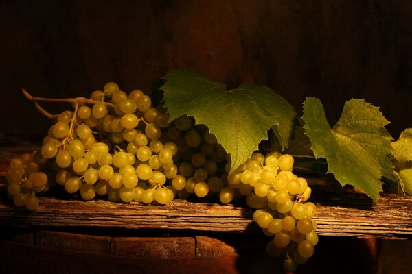 Vine with green leaves