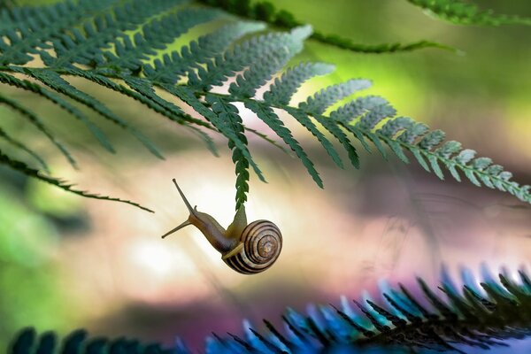 Fallende Schnecke vom grünen Laub