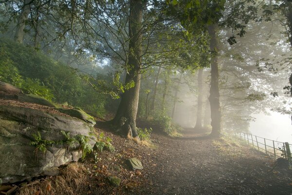 Straße im nebligen Wald in der Natur