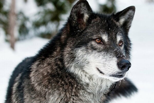 Blick auf einen dreifarbigen Wolf auf einem Winterhintergrund