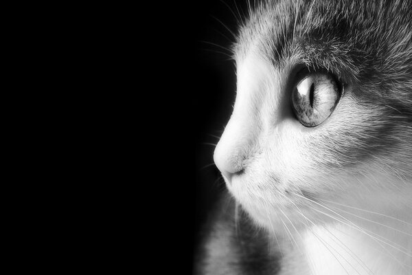 The cat s gaze. Black and white photo
