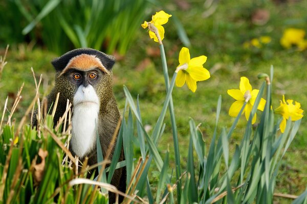 Małpa na wolności siedzi w kwiatach