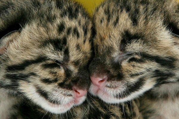 Deux chatons guépard dorment ensemble