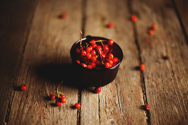 Rote Eberesche Beeren in einer schwarzen Schüssel auf einem Baum