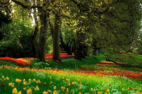 Parc de printemps avec des tulipes en fleurs