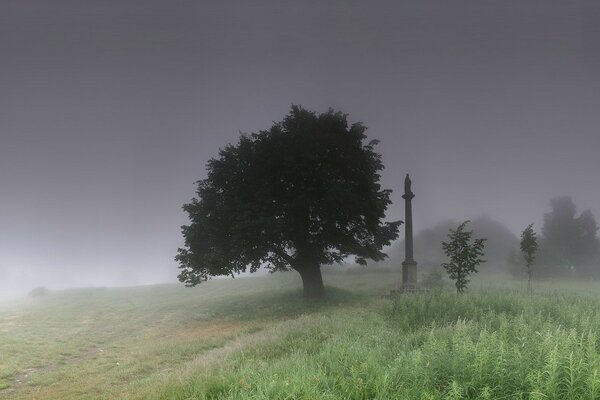 Ein düsteres Foto eines Baumes im Nebel neben Stella