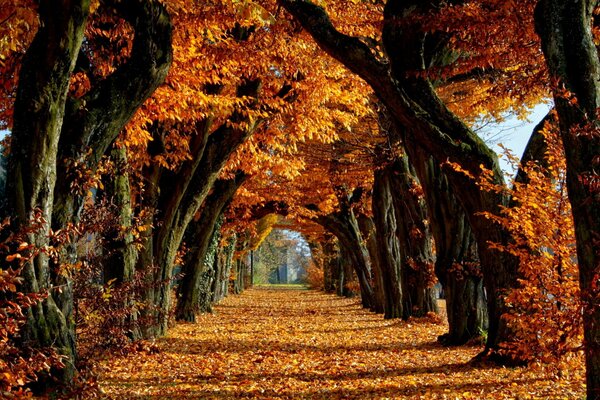 Autumn road to a happy future!