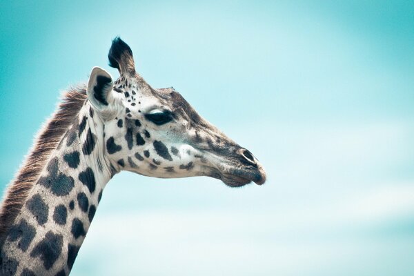 A white giraffe with spots on a blue sky background