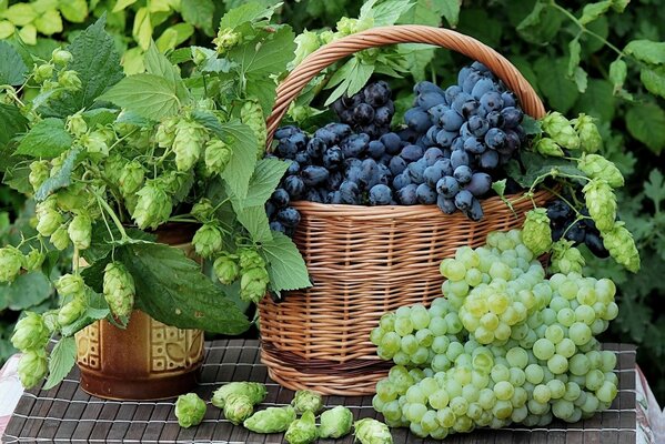 Grappes de raisins dans un panier en osier et cônes de houblon