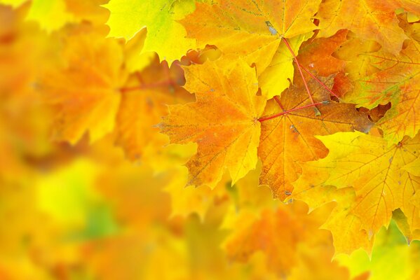 Yellow-orange fantasy foliage