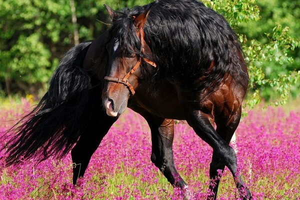 A beautiful horse walks in the meadow