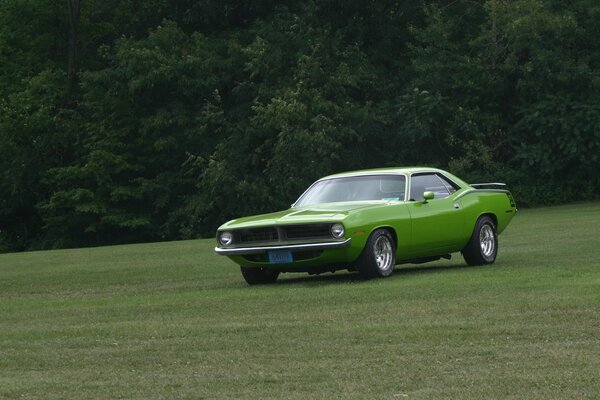 Verde Plymouth en medio de la naturaleza