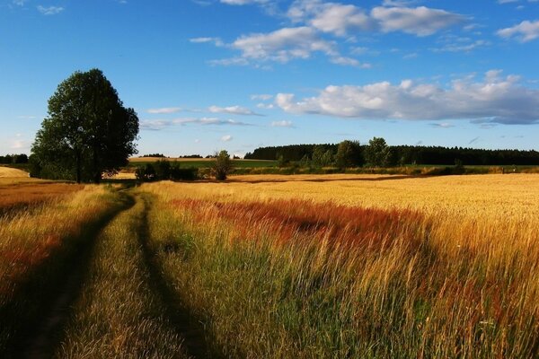 Wheat field road and tree