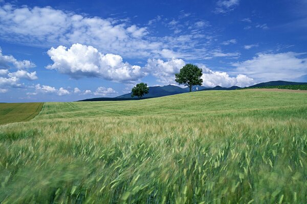 Campo sconfinato con nuvole sullo sfondo di bellissimi alberi