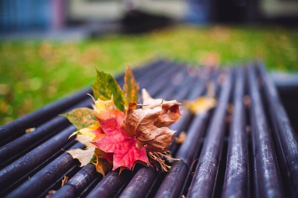 Bouquet d automne de feuilles brillantes sur le banc