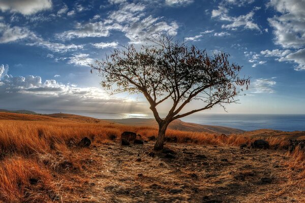 Un árbol solitario contra el mar