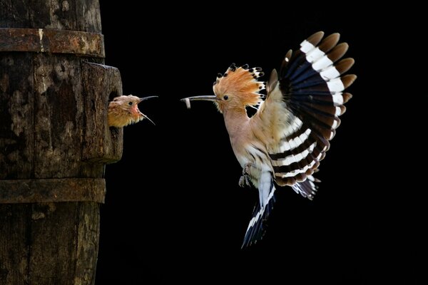 Mother hoopoe feeds her chick