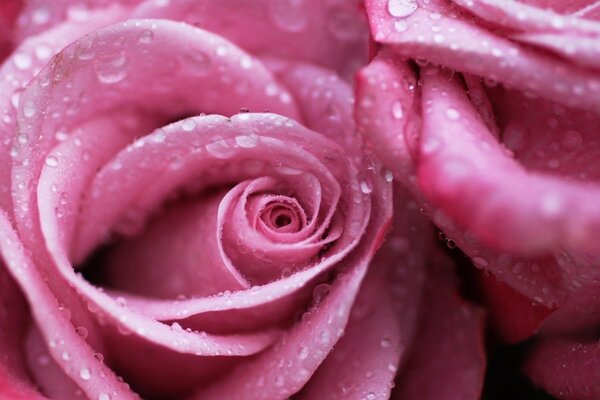 Gotas de rocío en rosas suavemente Rosadas