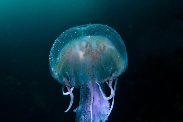 Glowing jellyfish in the dark ocean