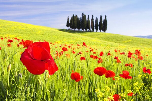 Beautiful photo of poppies in the fields. Trees on the horizon