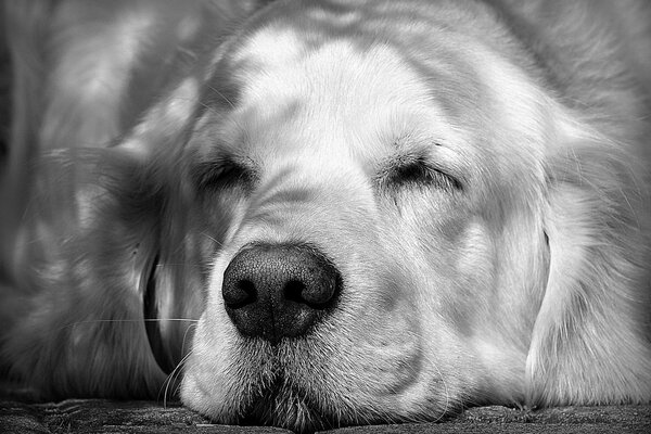 Weißer Retriever Hund im Urlaub. Schielen in der Sonne