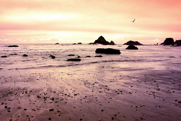 The tide is on the beach. A seagull in flight on the horizon