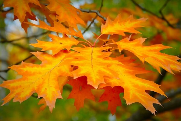 Bright autumn maple leaves