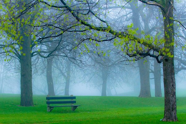 A lonely bench in a foggy forest