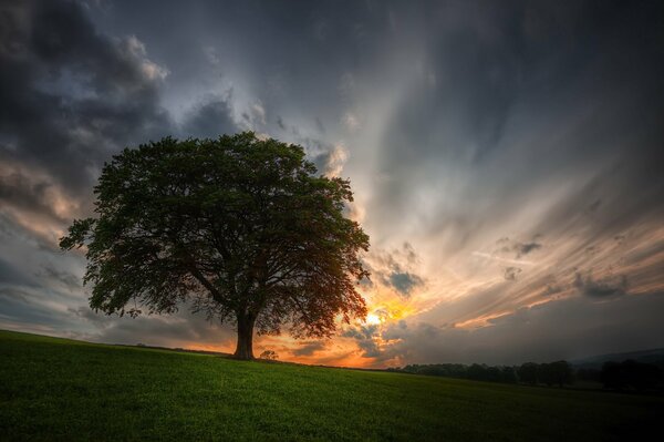 Einsam stehender Baum im Feld vor dem Hintergrund eines sonnigen Sonnenuntergangs am Himmel