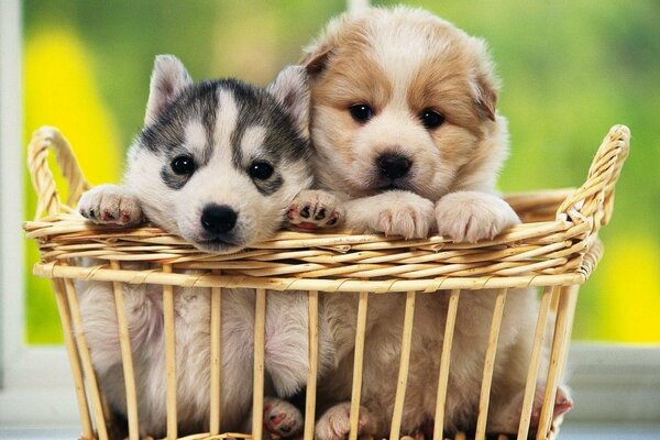 Malipusiki puppies settled in a basket