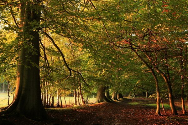 Arbres verts dans la forêt