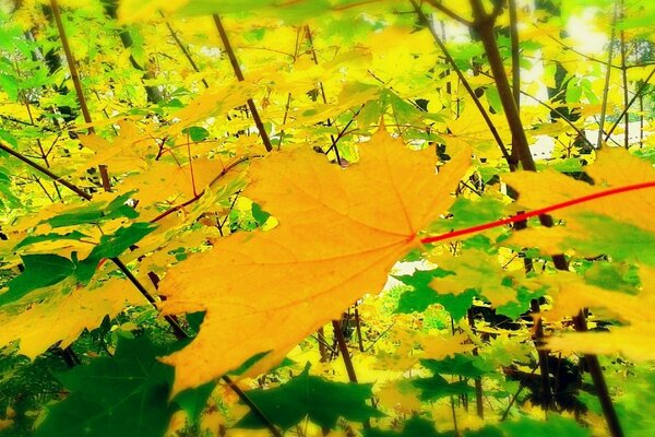 Hojas amarillas de otoño en el bosque